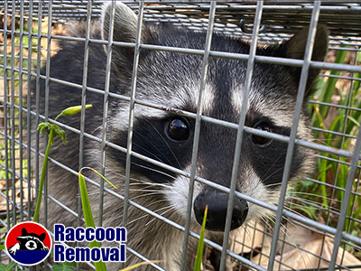 raccoon trapping